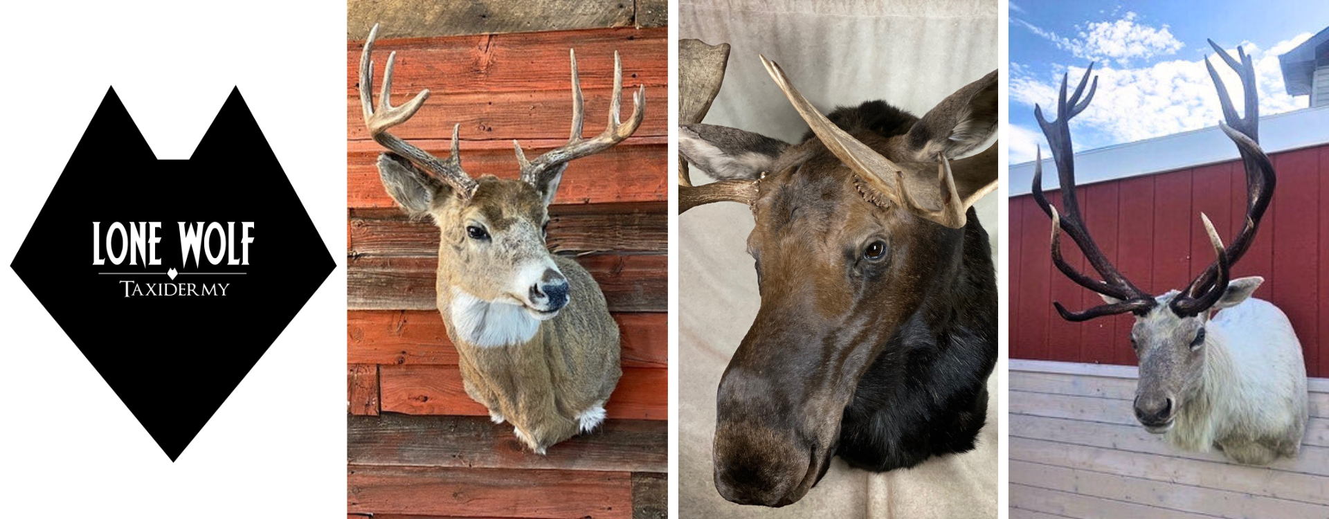 Lone Wolf Taxidermy